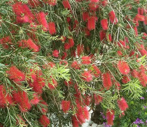 Red Coral Apartamento *