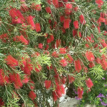 Red Coral Apartman *